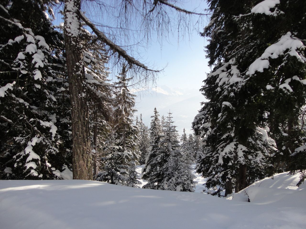 Forêt de sapins enneigée sous un ciel d'hiver